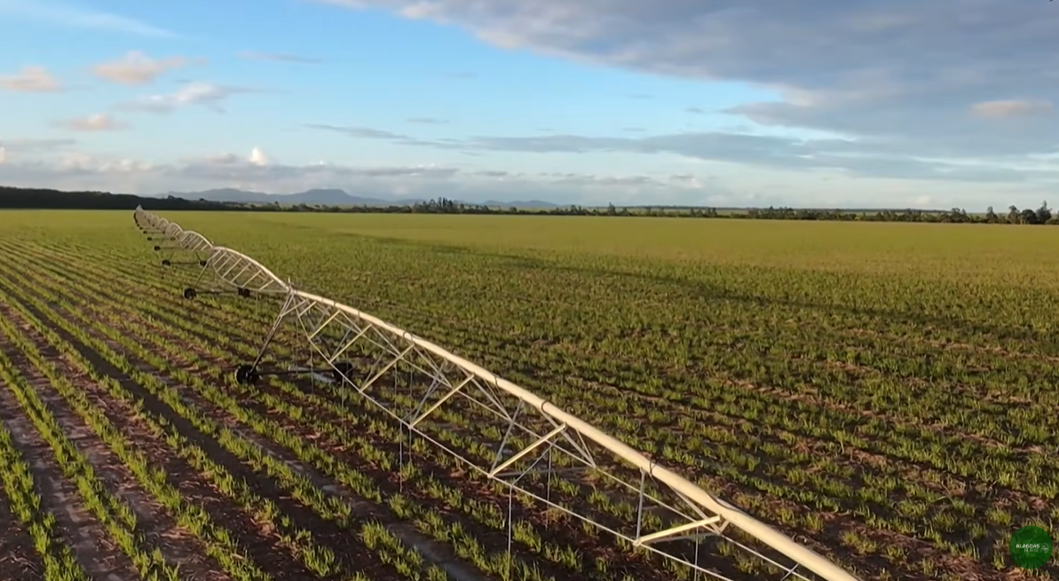 Vídeo do AL Rural sobre pivô de irrigação na Usina Porto Rico viraliza na web