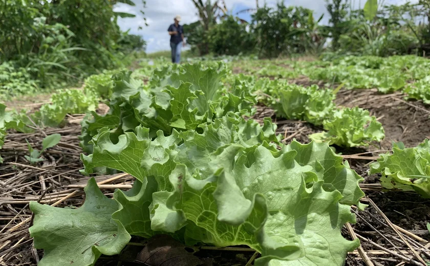 Área plantada cai em Alagoas, mas valor de produção bate recorde