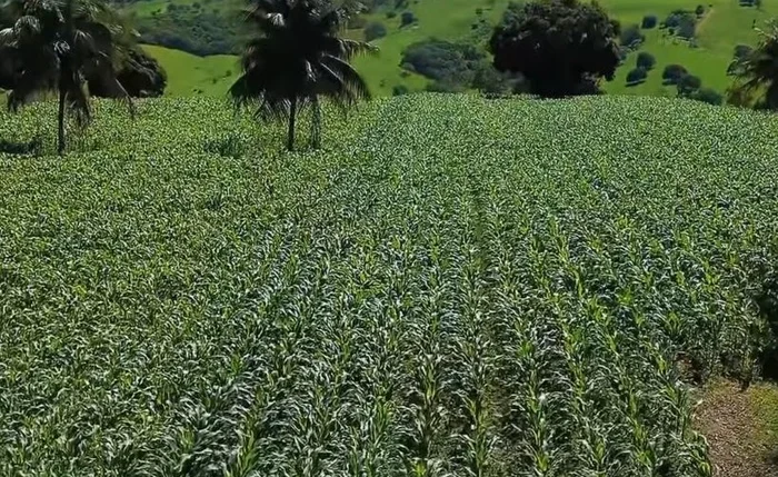 Agricultores familiares de Penedo vão colher mais de 300 toneladas de milho