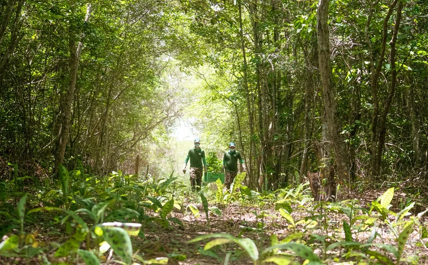 Curso gratuito oferece formação em restauração ecológica da Caatinga