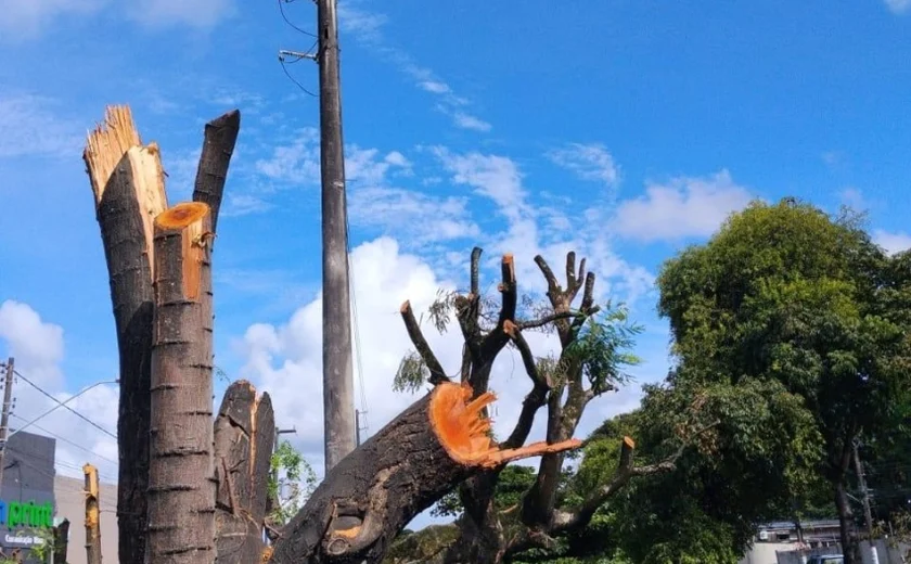 Alurb autua Equatorial por poda e supressão irregular de árvores na Cambona