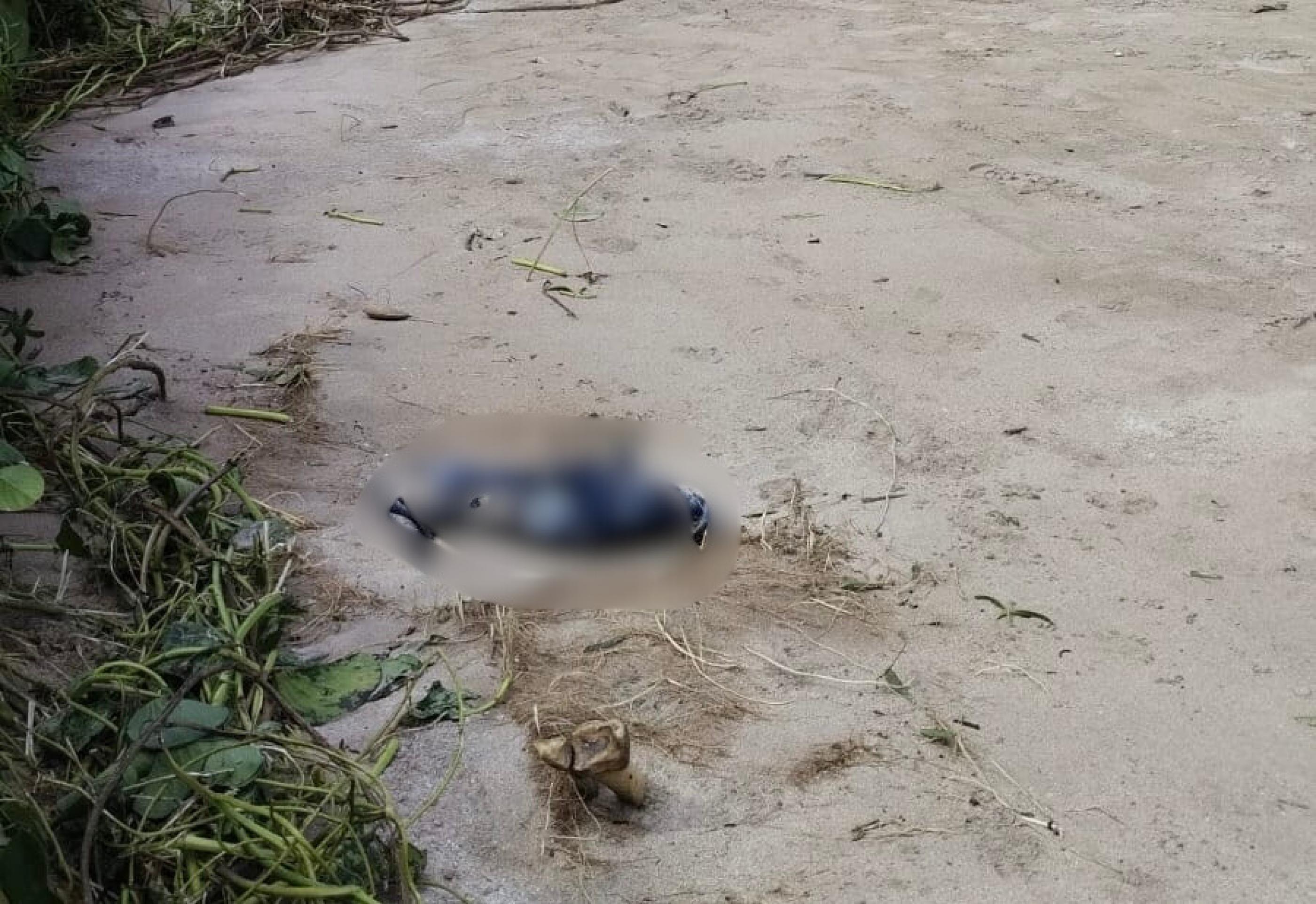 Ossada humana é encontrada em São Miguel dos Milagres e passa por processo de identificação