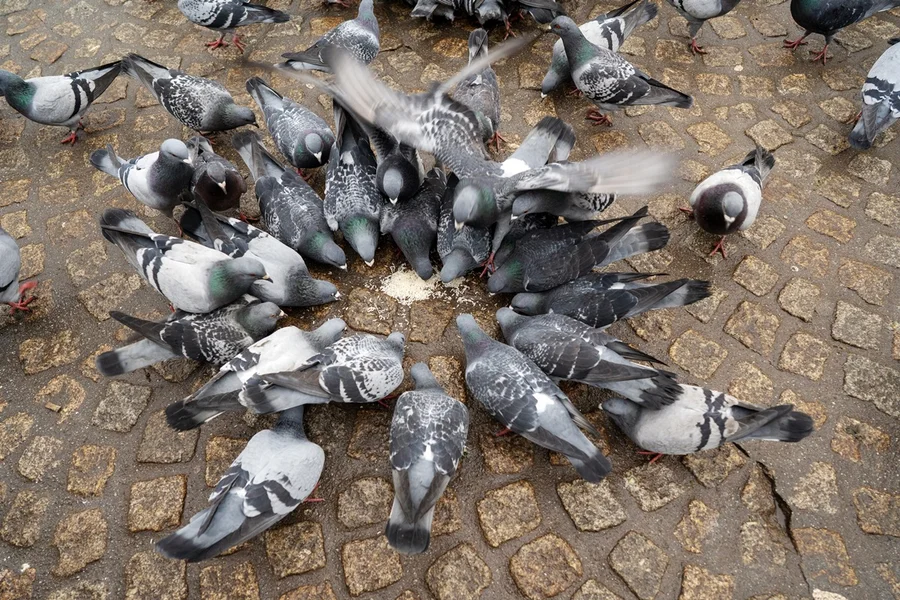 Pesquisa sugere que aves urbanas têm medo de mulheres