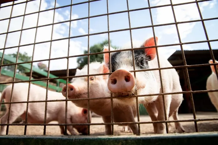 Alagoas lidera crescimento do rebanho suíno no país
