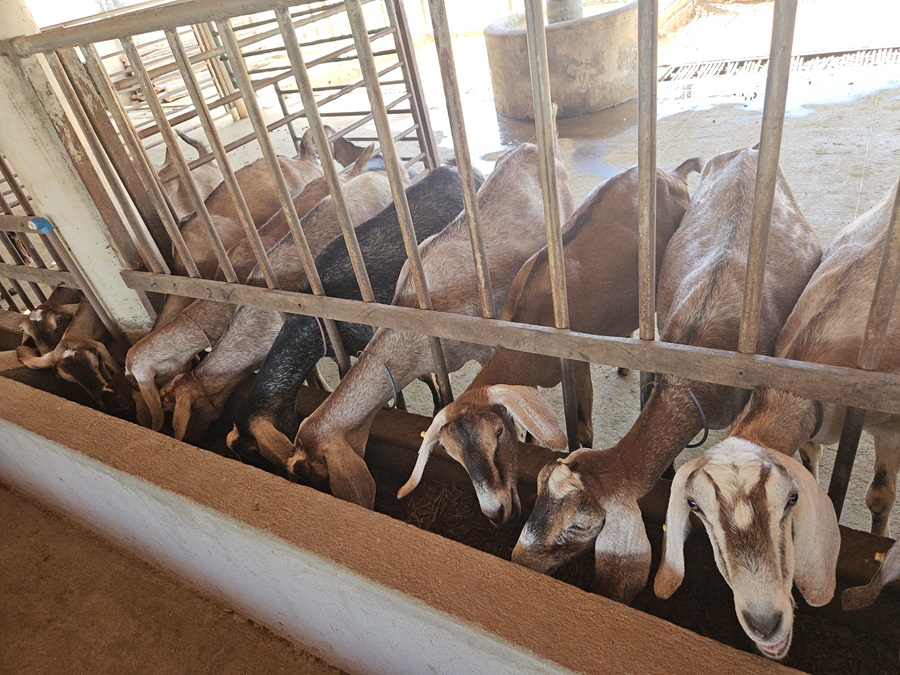 Nordeste concentra rebanhos de caprinos e ovinos no Brasil