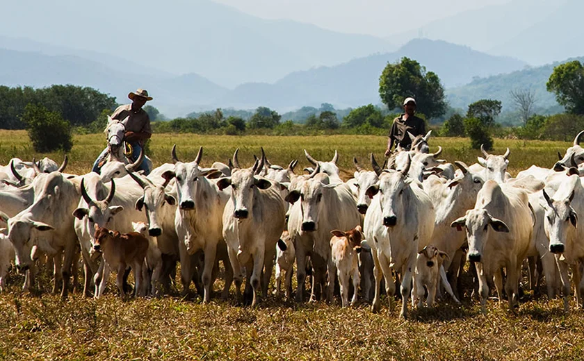 Mesmo com queda no rebanho, leite gera R$ 1,3 bilhão em Alagoas em 2024