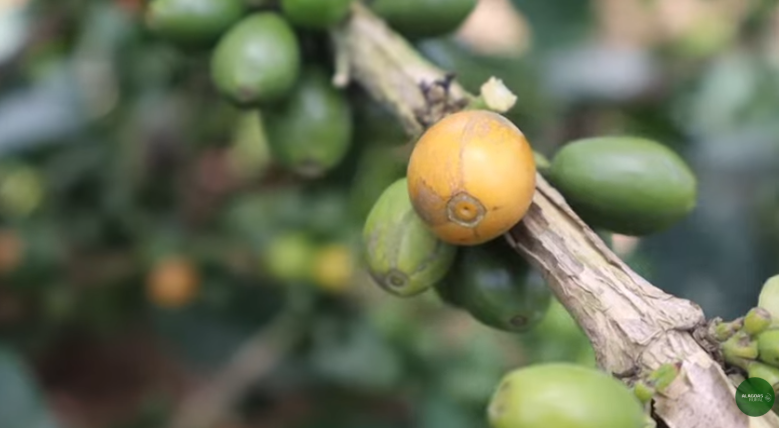 Matéria do Alagoas Rural sobre café em União passa de 27 mil views