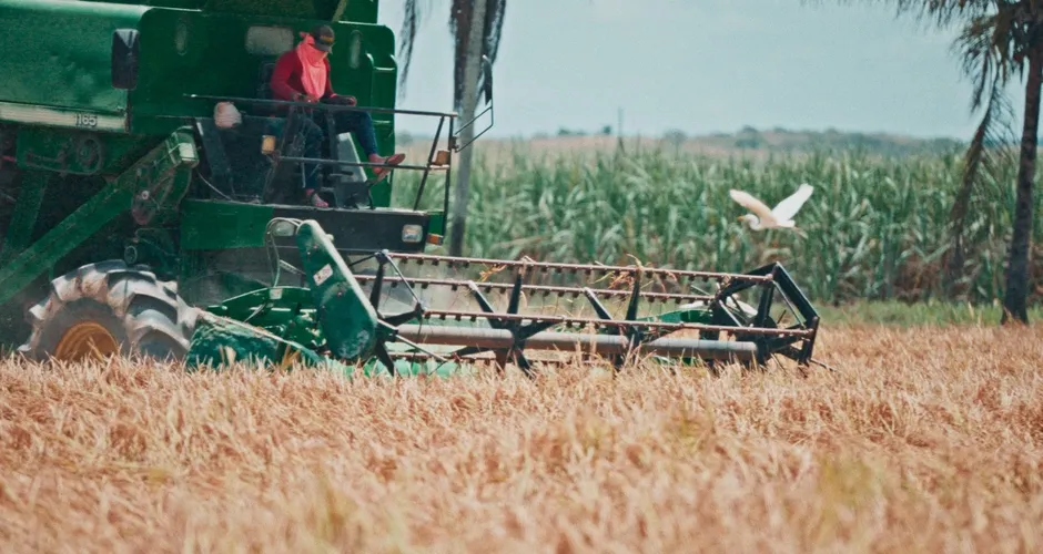 Produtor amarga perda de 50% no preço do arroz em plena safra em Alagoas