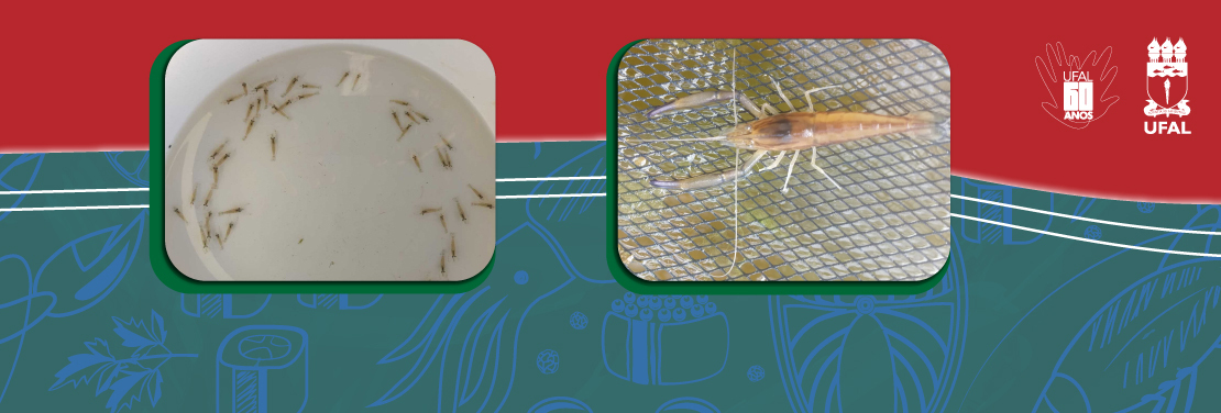 Projeto promove ações para repovoar o Rio São Francisco com Camarão Pitu