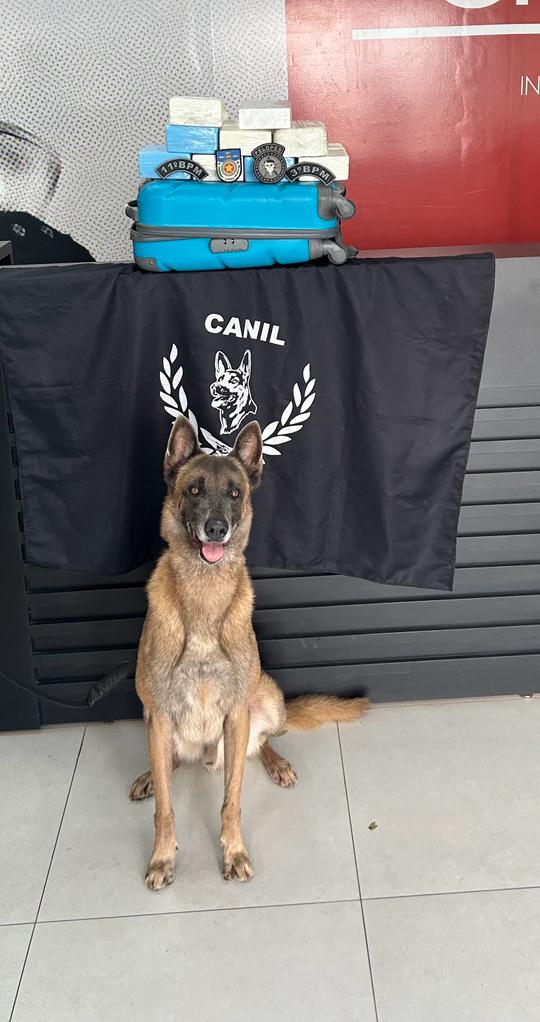 Cão farejador encontra drogas escondidas em obra e casa abandonada em AL