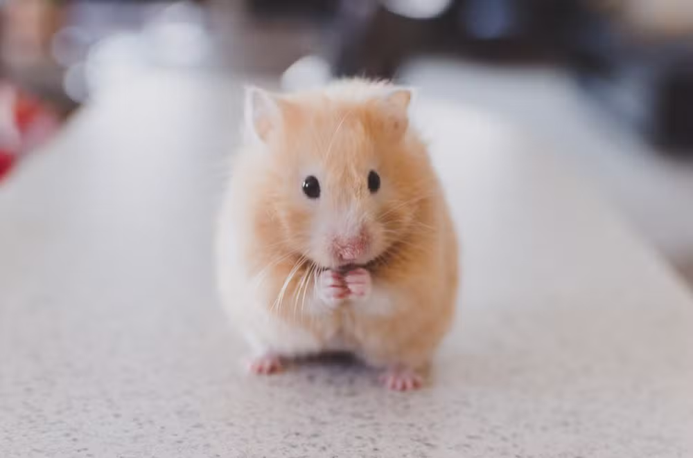 'Serial killer de hamsters' é preso após morte de 30 roedores em hotel