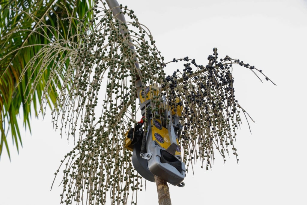 Robôs colhedores de açaí prometem transformar produção na Amazônia