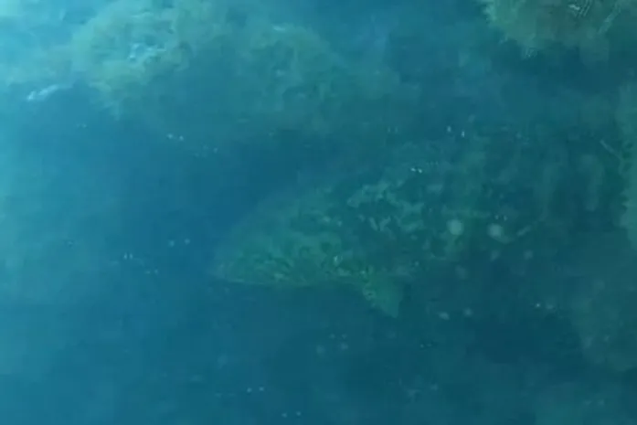 Espécie criticamente ameaçada reaparece em recifes de Coruripe