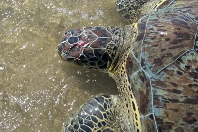 Tartaruga-verde é encontrada com crânio esmagado no Litoral de Alagoas