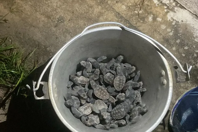 Filhotes de tartaruga morrem atropelados em Guaxuma por causa de fotopoluição