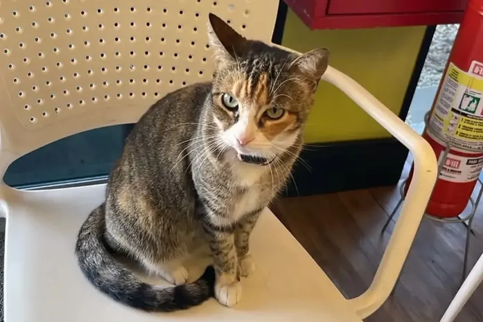 Academia se manifesta após maus-tratos à gata por ex-funcionários