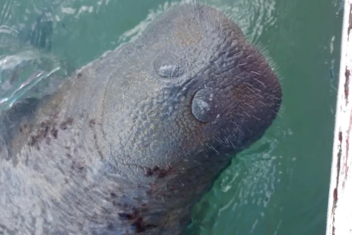 Turistas “brincam” com peixe-boi em Maceió e revoltam ambientalistas na praia de Pajuçara