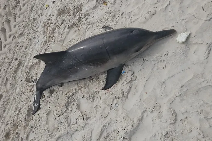 Boto-cinza é encontrado morto na Praia da Avenida, em Maceió