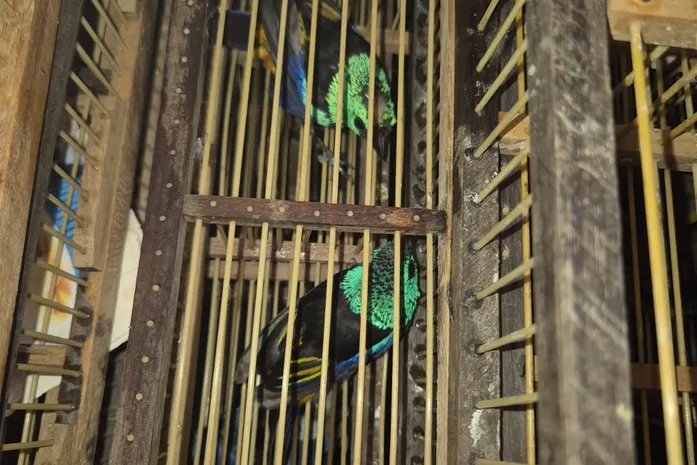 Homem é preso no Aeroporto Zumbi dos Palmares com 42 aves escondidas em mala