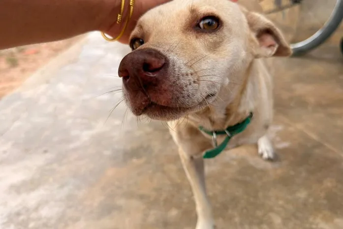 Castramóvel atinge marca de 1,7 mil animais castrados em Delmiro Gouveia