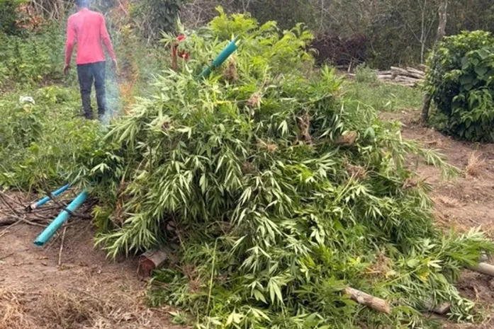 Polícia destrói mais de 4,2 mil pés de maconha no Sertão de Alagoas