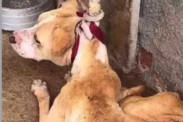 Cão é encontrado sem água, sem alimento e preso por corda em Marechal