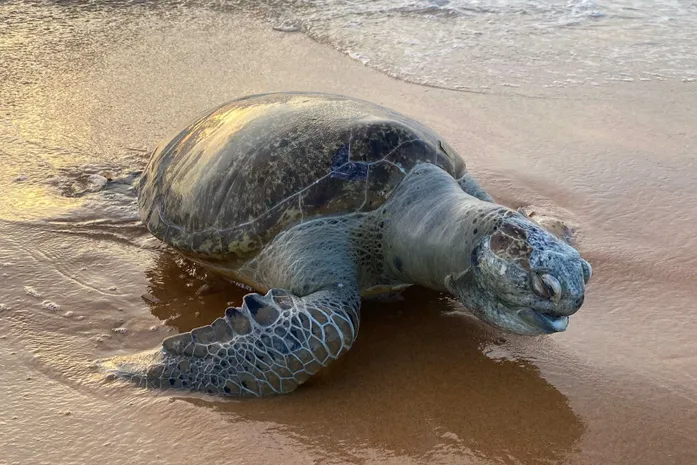 Tartaruga-verde adulta é encontrada morta na Praia de Jacarecica, em Maceió