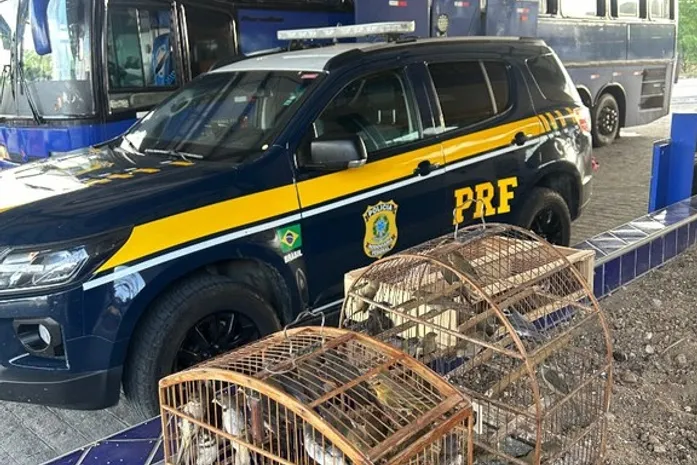 PRF resgata 97 aves vítimas de maus-tratos em Canapi
