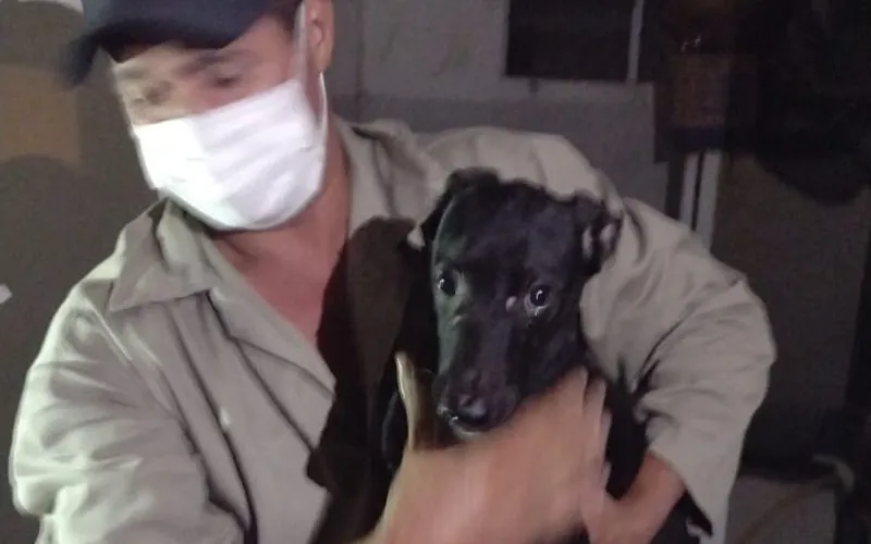 8 cães foram resgatados pela Zoonoses em apartamento