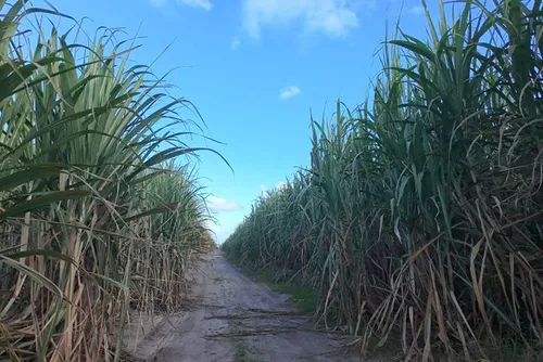 PIB de Alagoas deve crescer 2,1% em 2026, aponta estudo