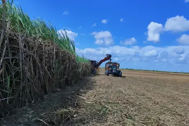 Safra de cana em AL se aproxima do fim com queda de 3% na produção