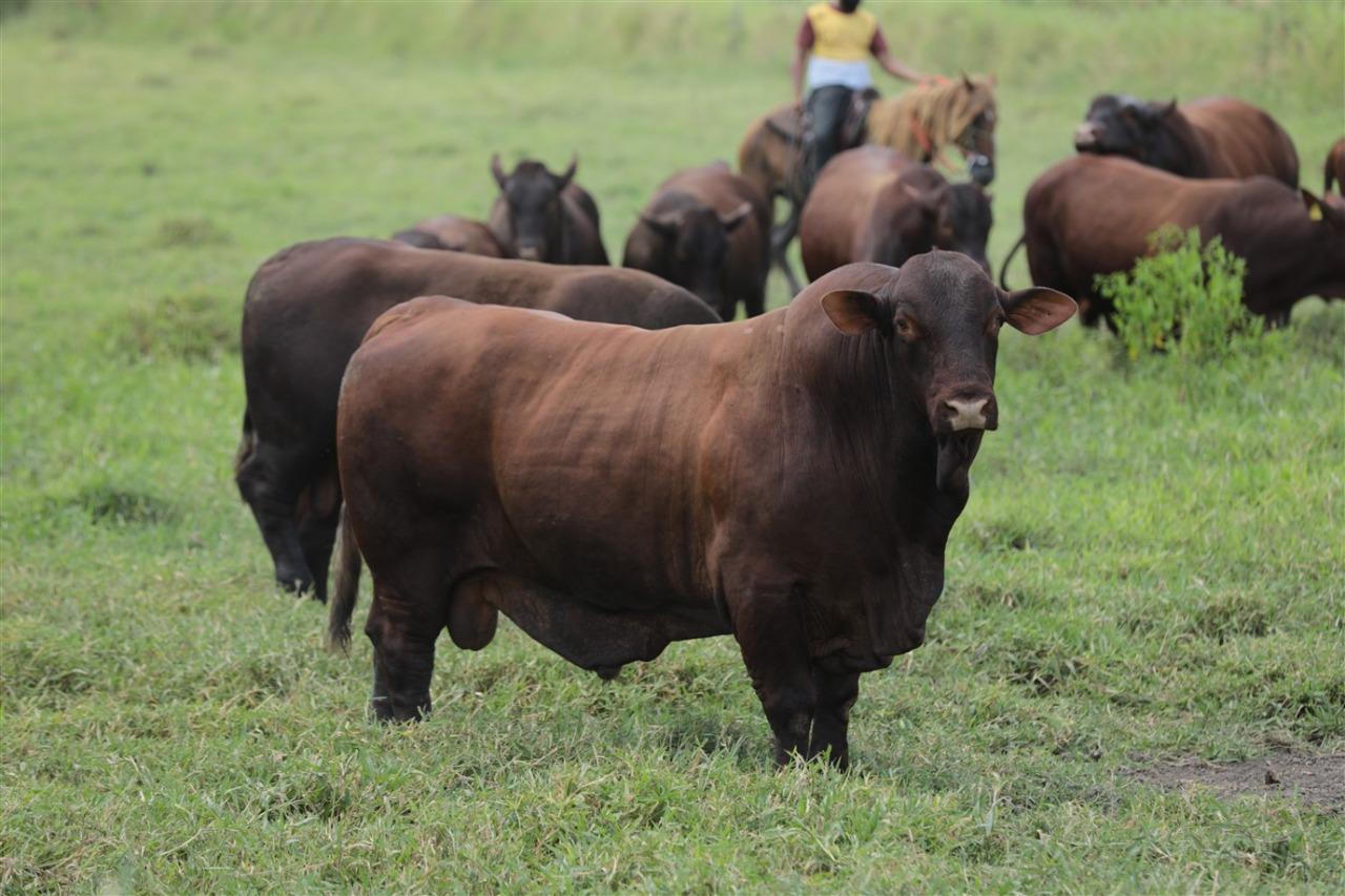 Santa Gertrudis da Fazenda Mangabeira assegura versatilidade e alto desempenho no cruzamento industrial