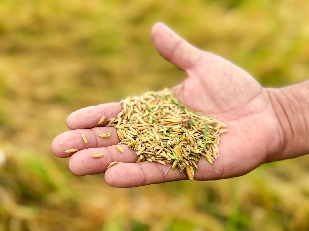 Seagri fortalece produção do arroz com Dia de Campo em Igreja Nova