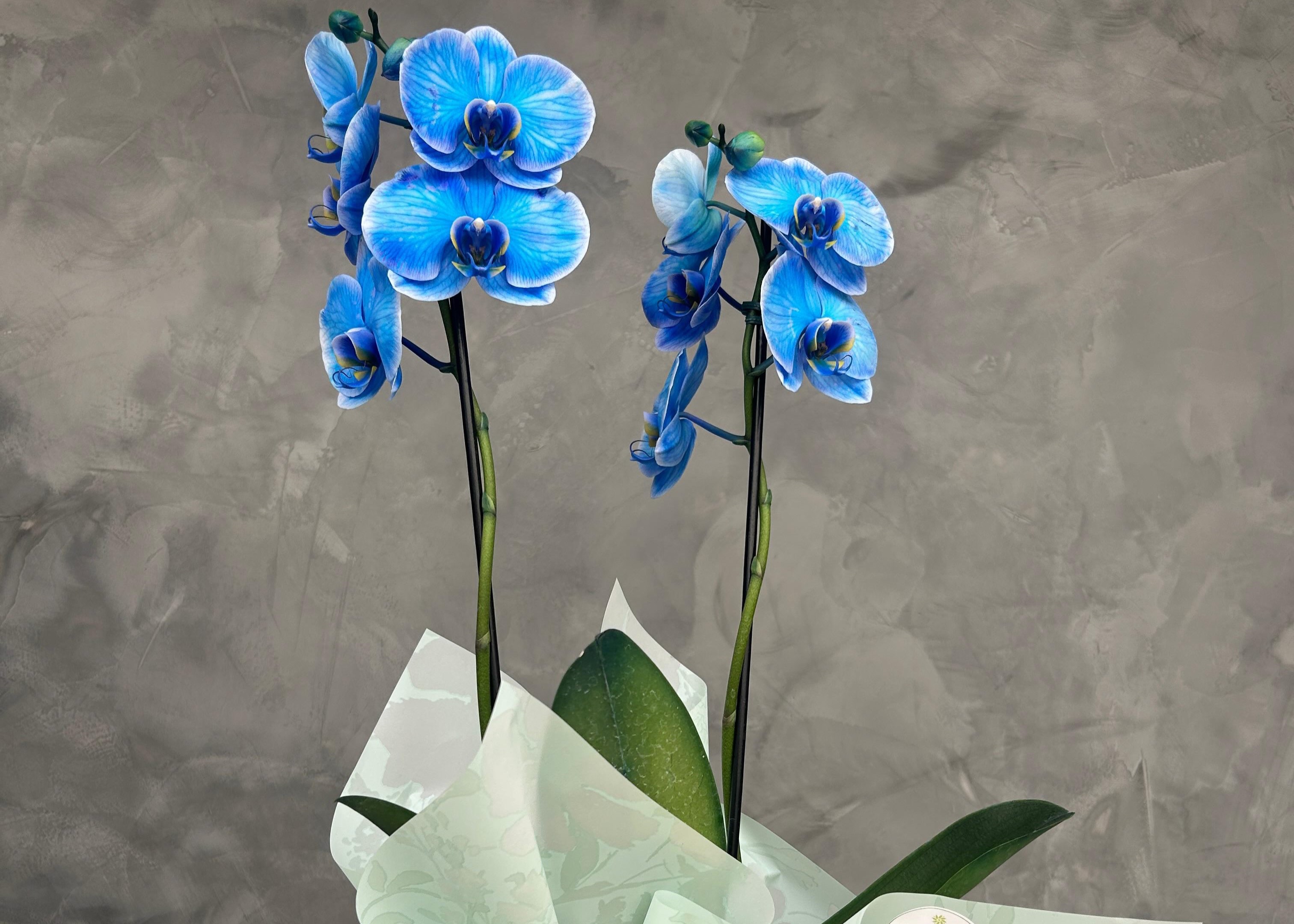 Confira as flores ideais para presentear no Dia dos Pais
