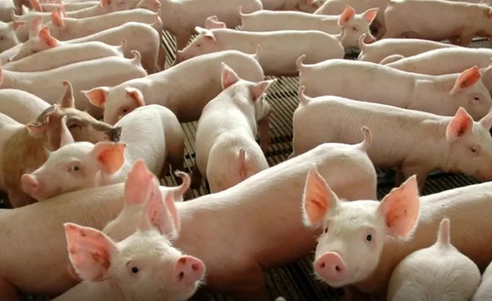 Criação de suínos salta 22% em Alagoas e lidera ranking de crescimento