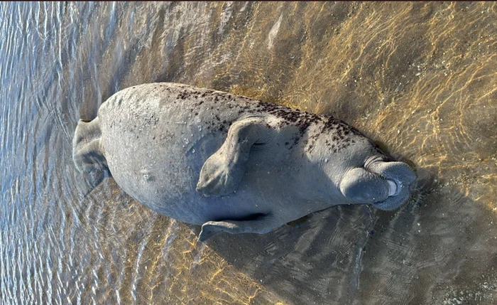 Peixe-boi é encontrado morto em Maragogi