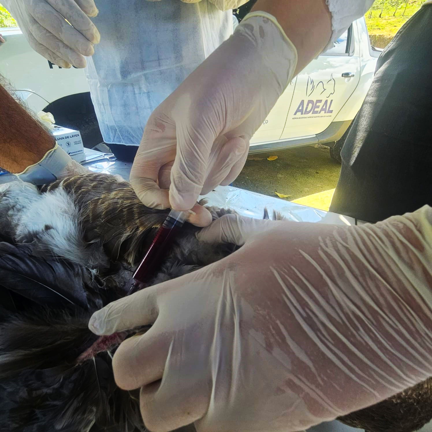 Adeal realiza coleta de sangue em aves para análise em Alagoas