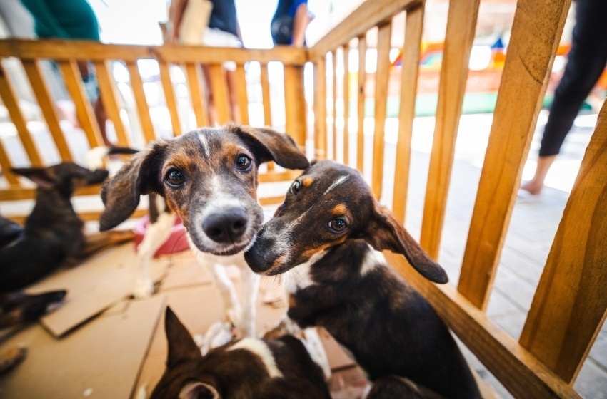 SMS orienta tutores sobre cuidados com cães e gatos durante festas juninas
