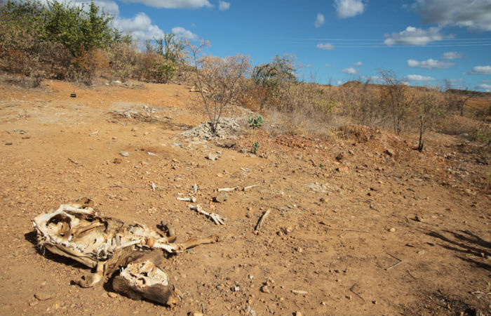 38 municípios do Sertão de Alagoas encontram-se em situação de emergência