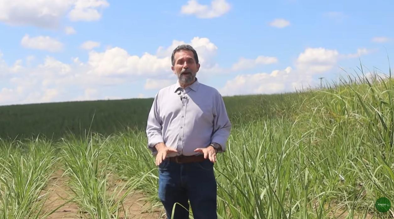 Alagoas Rural: Vídeo sobre cana sem irrigação viraliza e alcança 24 mil views