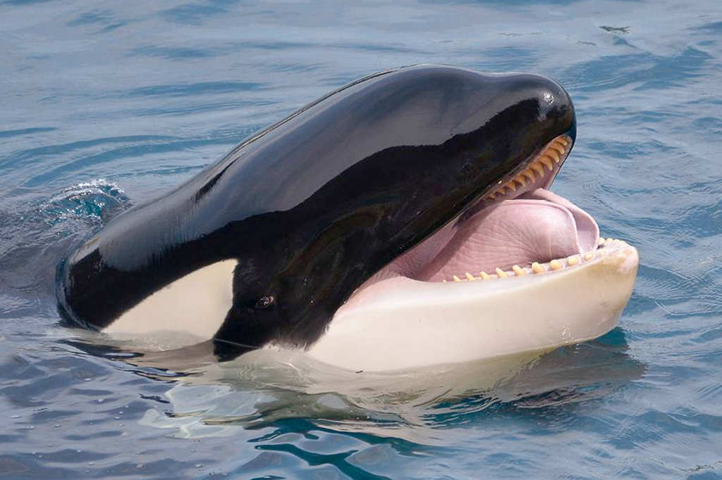 Canibalismo entre Orcas? Pesquisadores investigam ataques entre animais