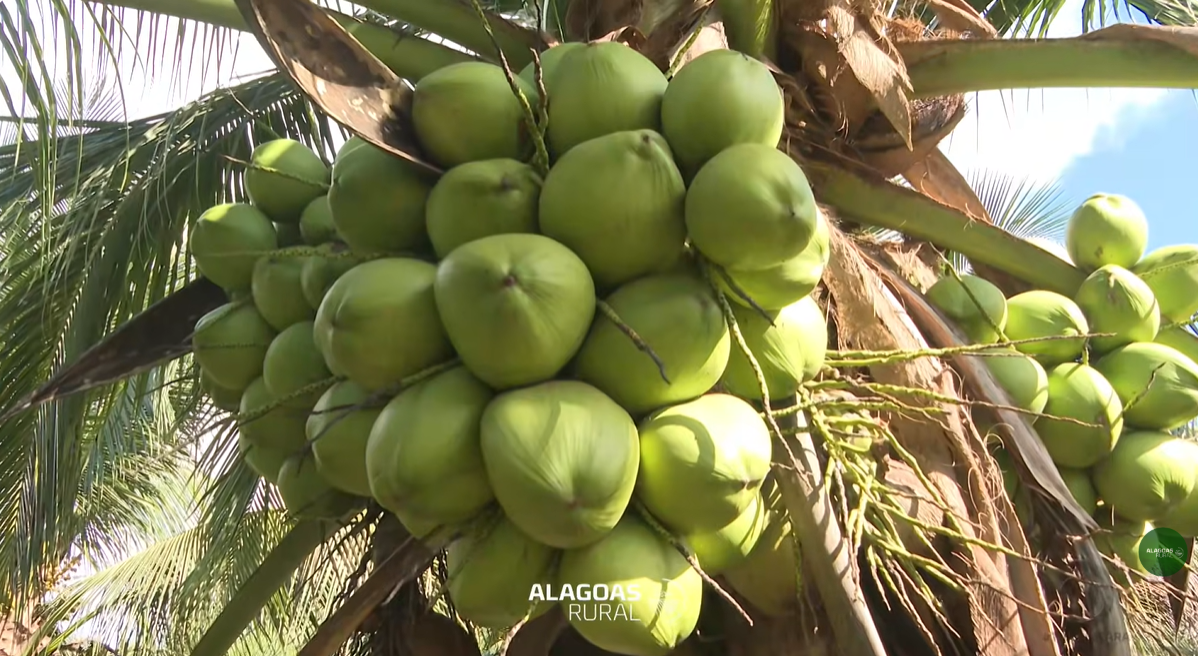 Vídeo mostra como coco da Amazônia vira produtos da Sococo em Maceió e viraliza