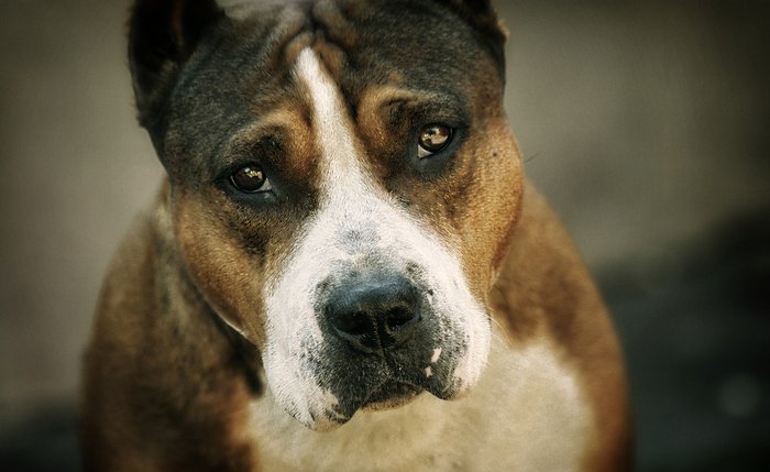 Pitbull ataca duas mulheres dentro de casa e é morto após surto