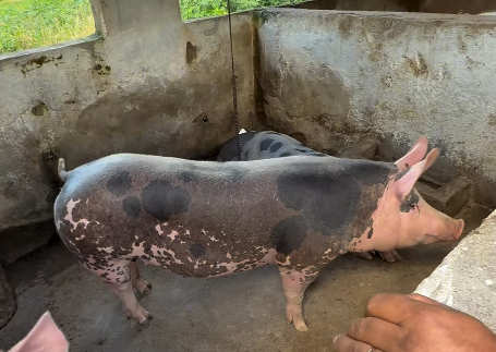 Assistência técnica fortalece a suinocultura familiar no Sertão de Alagoas