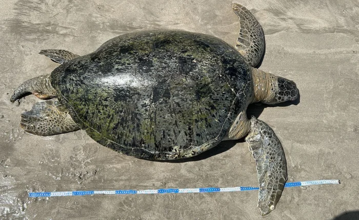Tartaruga-verde adulta é encontrada morta presa em rede na Ponta Verde