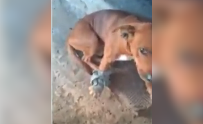 Suspeita de disparo contra cão durante abordagem policial em Maceió é investigada pela PC