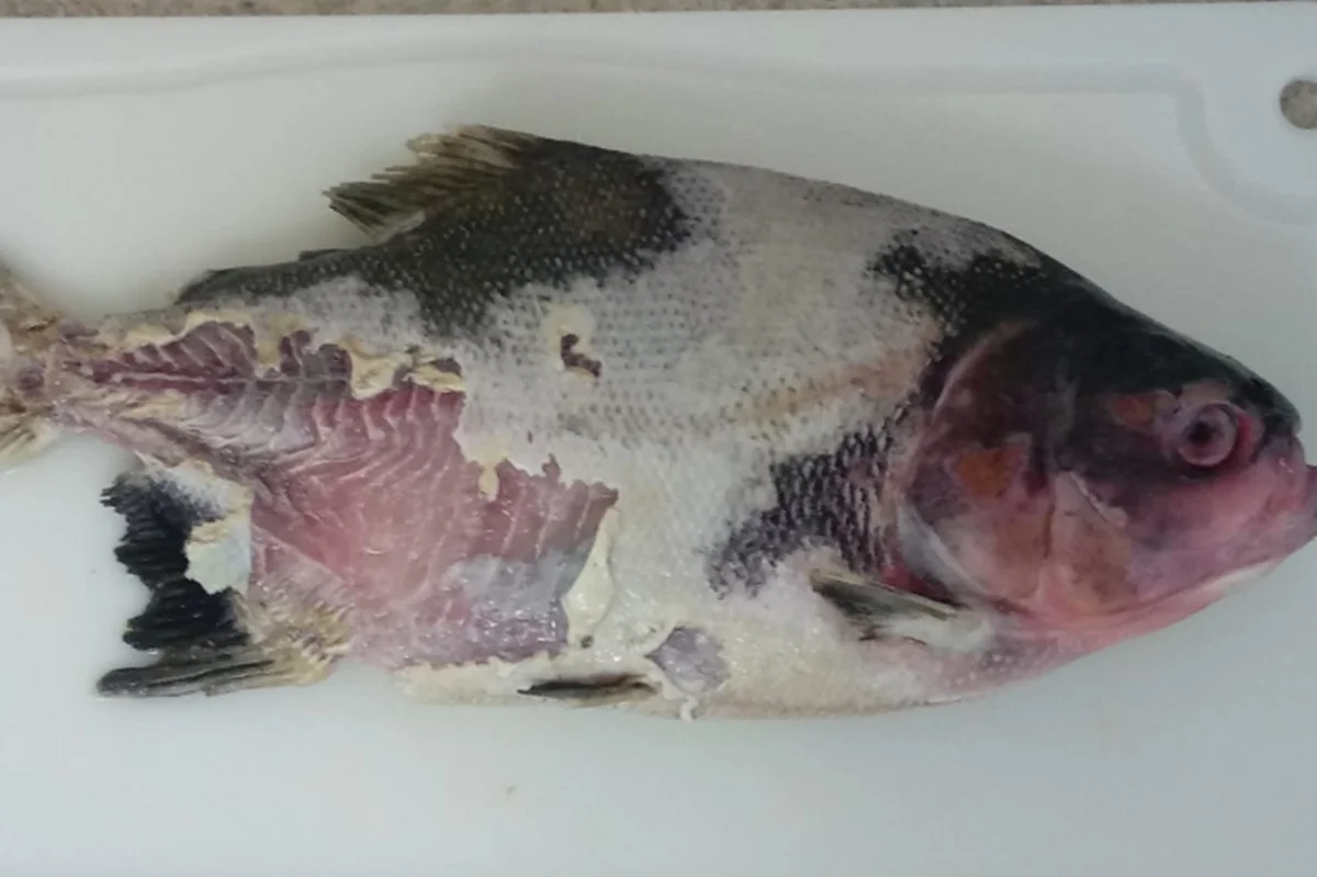 Estudo identifica bactéria que causa doença grave em peixes de criação no Brasil