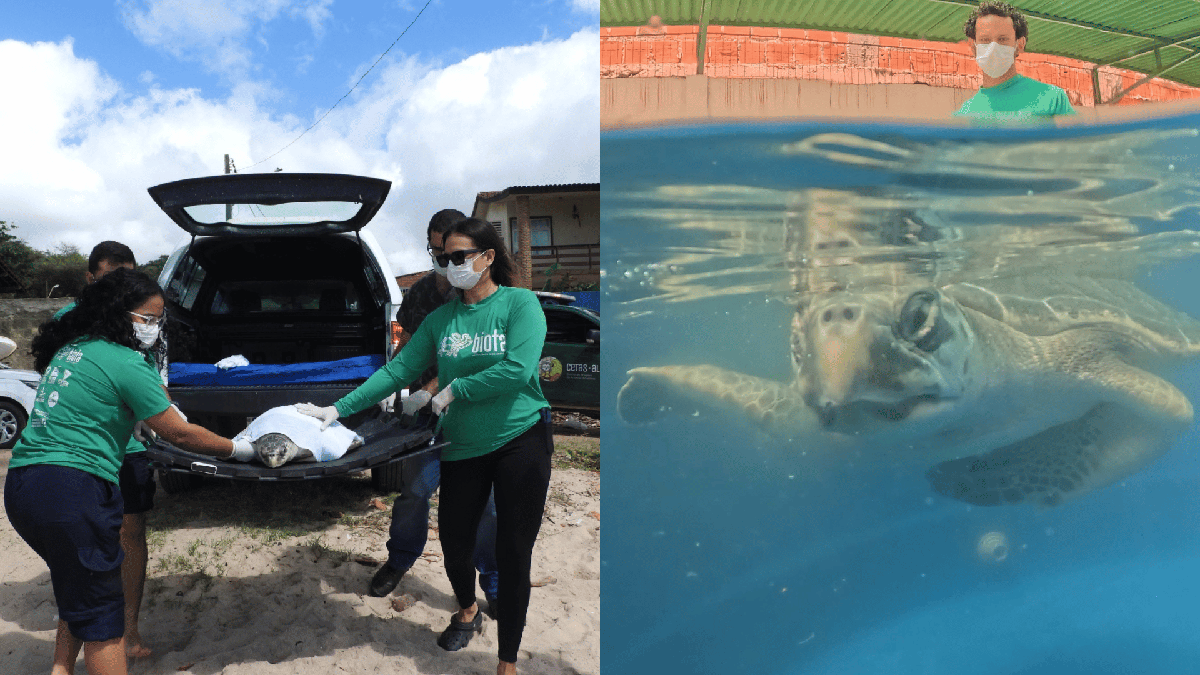Após meses em reabilitação, tartaruga-oliva é devolvida ao mar em Alagoas