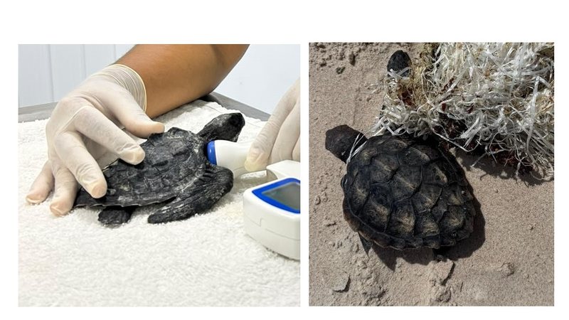 Filhotes de tartarugas são encontrados em Alagoas durante anos perdidos