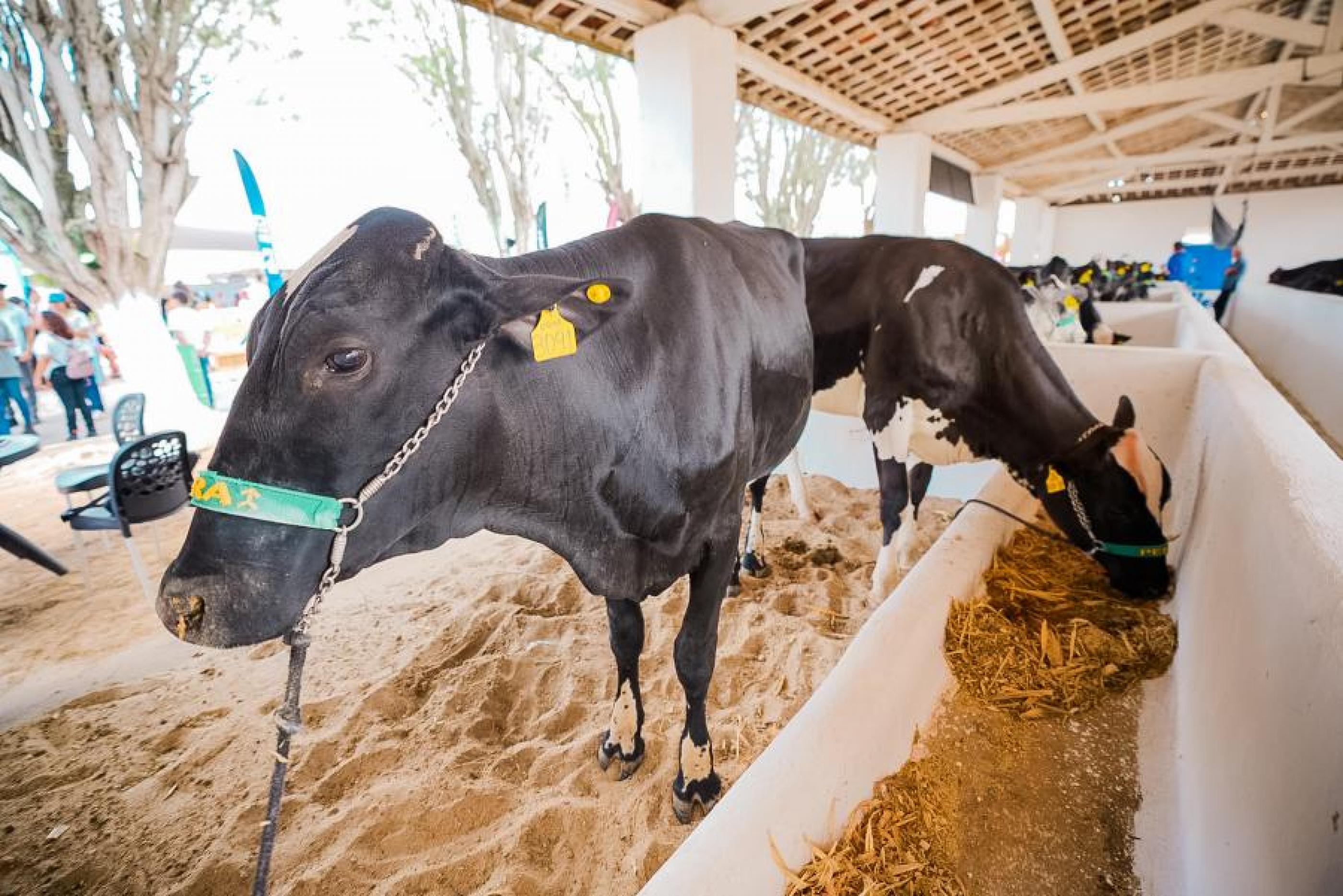 TecLeite marca pioneirismo de Alagoas na Expo Bacia Leiteira do Nordeste